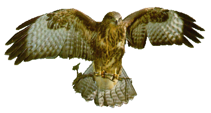 TooLateRECORDS Bussard